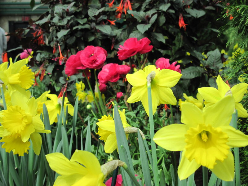 Yellow Daffodils and Pink Flowers — Vibrant