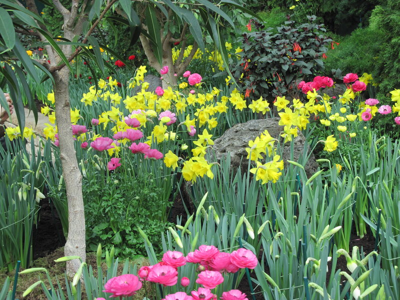 Yellow Daffodils and Pink Ranunculus