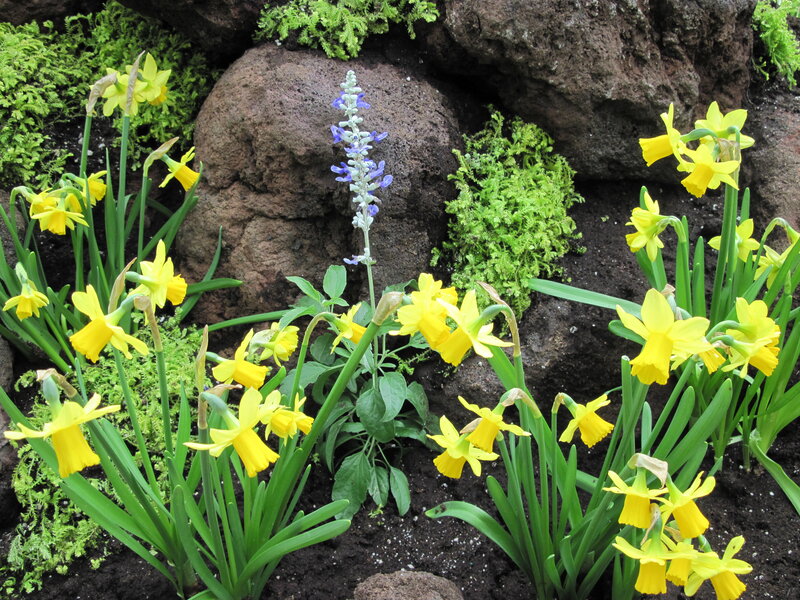 Yellow Daffodils and Purple Flower