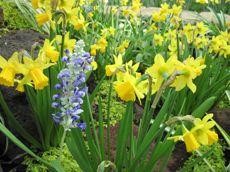 Yellow Daffodils and Purple Flowers