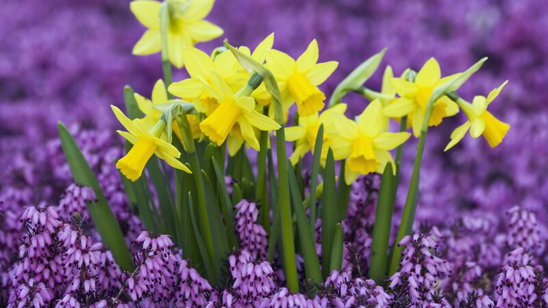 Yellow Daffodils and Purple Heather — Serene