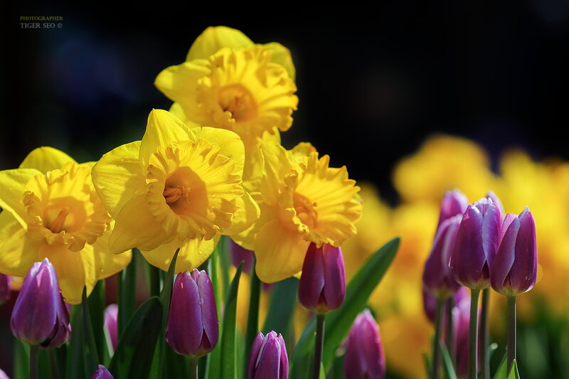 Yellow Daffodils and Purple Tulips — Bright, Spring
