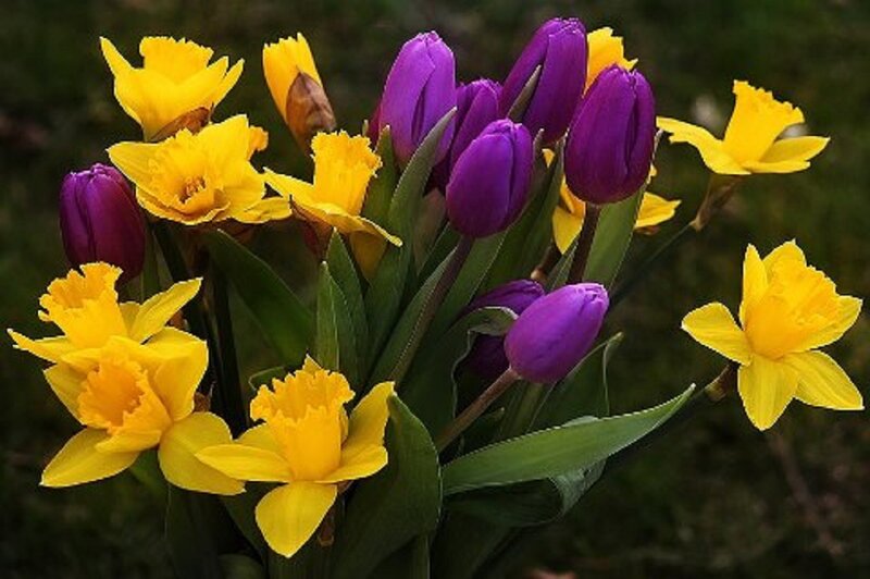 Yellow Daffodils and Purple Tulips — Bright