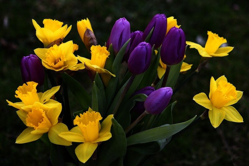 Yellow Daffodils and Purple Tulips — Natural