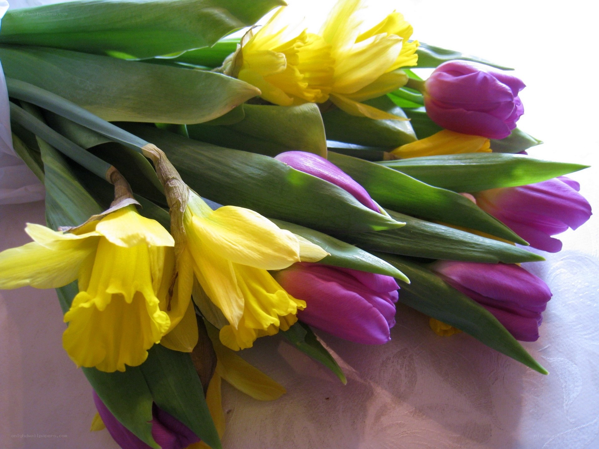Yellow daffodils and purple tulips