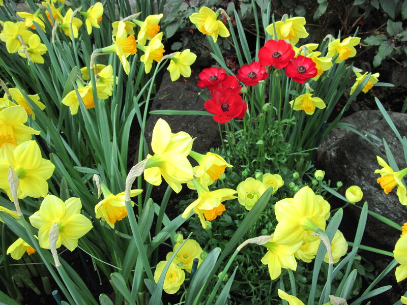 Yellow Daffodils and Red Flowers — Bright, Spring
