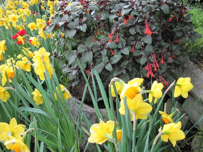 Yellow Daffodils and Red Flowers — Bright