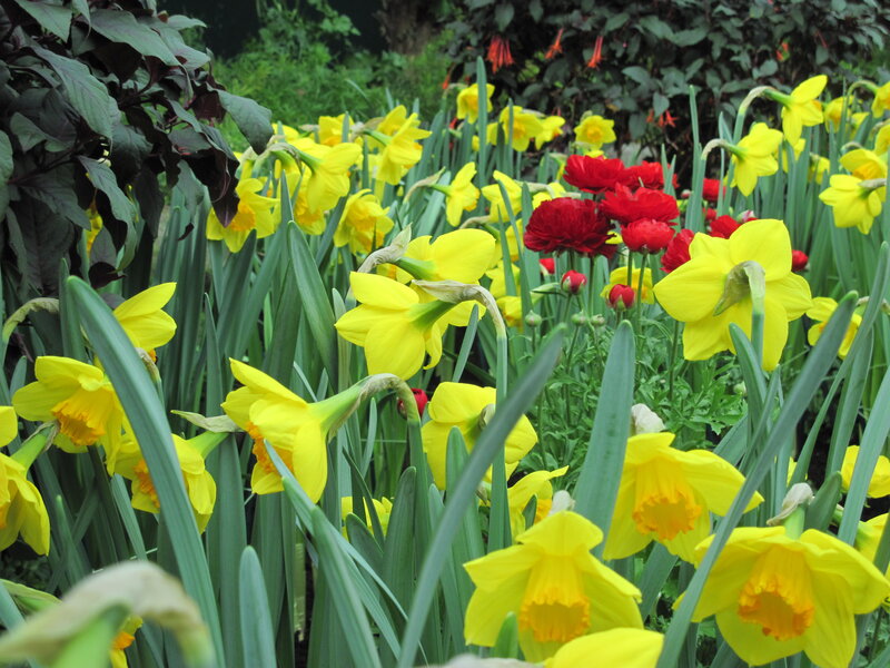 Yellow Daffodils and Red Flowers