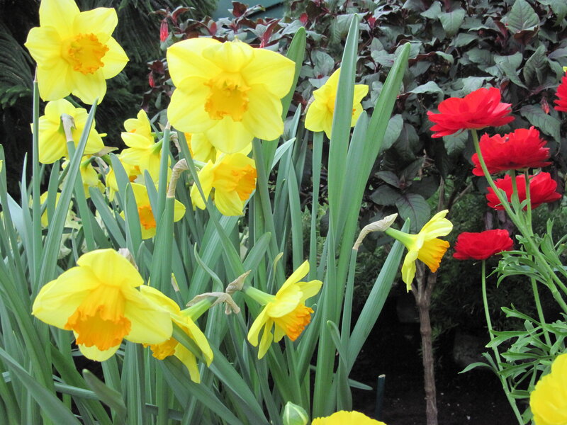 Yellow Daffodils and Red Flowers — Vibrant, Spring, Photograph