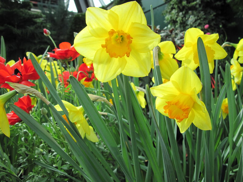 Yellow Daffodils and Red Flowers — Vibrant, Spring