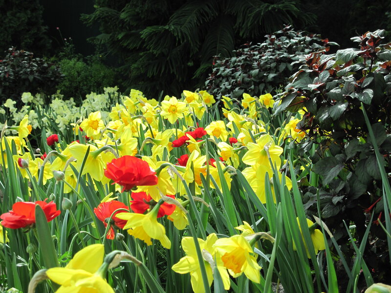 Yellow Daffodils and Red Flowers — Vibrant