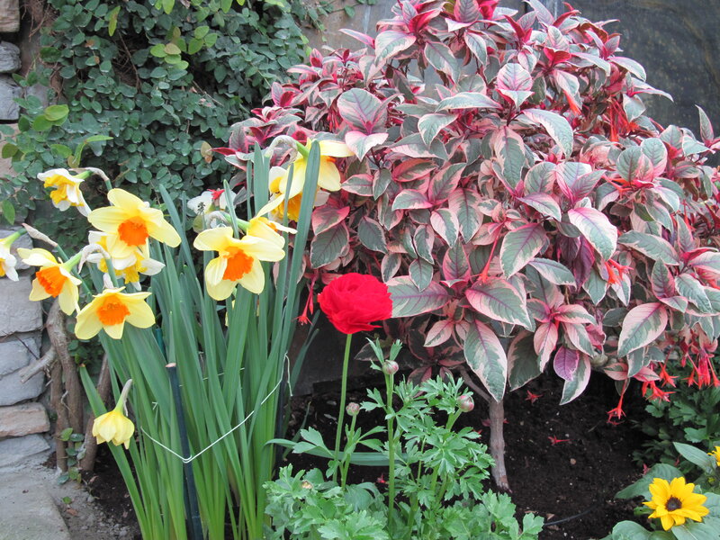 Yellow Daffodils and Red Plant