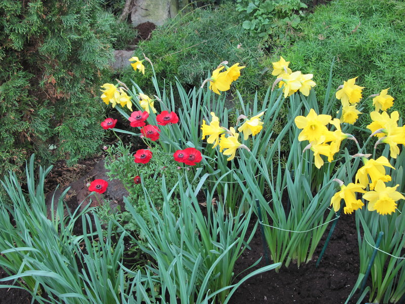 Yellow Daffodils and Red Poppies — Calm