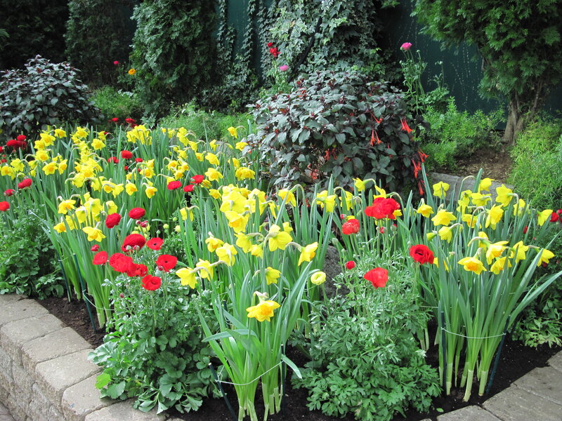 Yellow Daffodils and Red Poppies