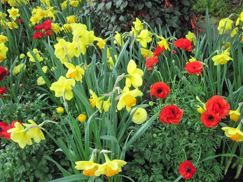 Yellow Daffodils and Red Poppies — Vibrant, Spring