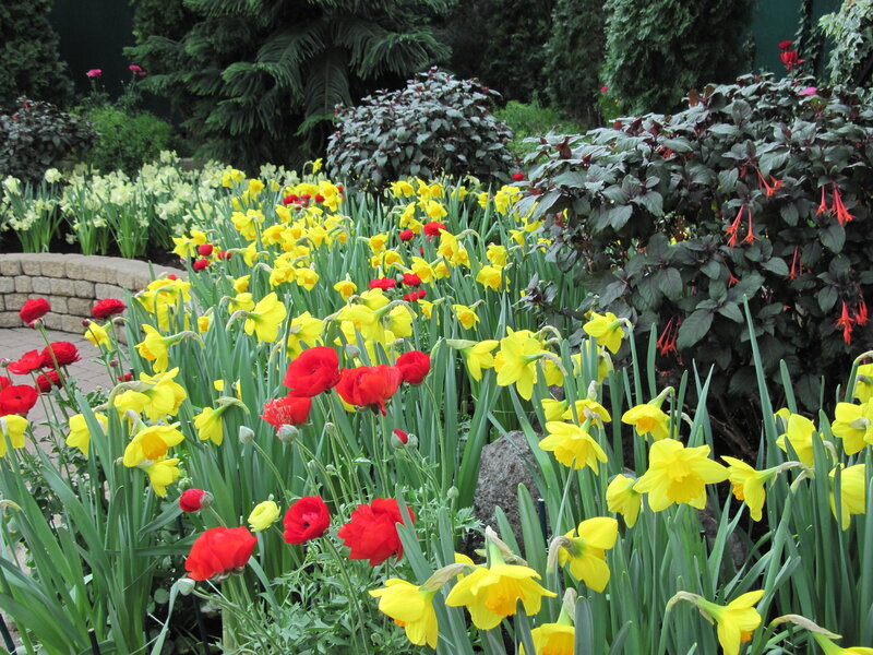 Yellow Daffodils and Red Poppies — Vibrant