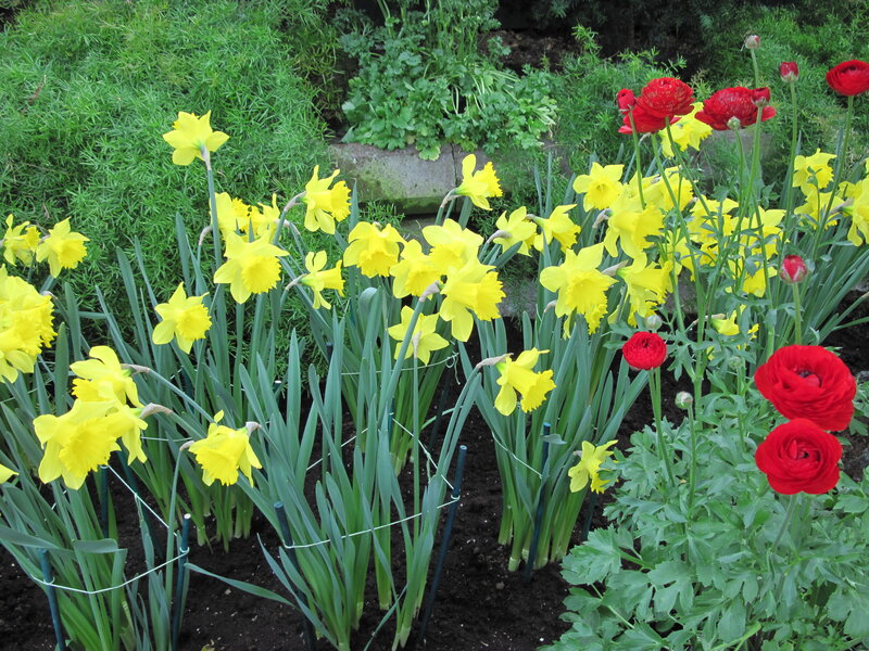Yellow Daffodils and Red Ranunculus — Calm, Spring