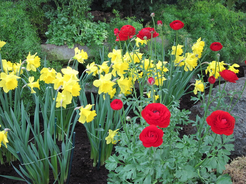 Yellow Daffodils and Red Ranunculus — Calm