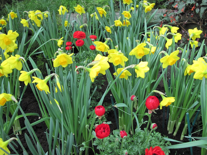 Yellow Daffodils and Red Ranunculus