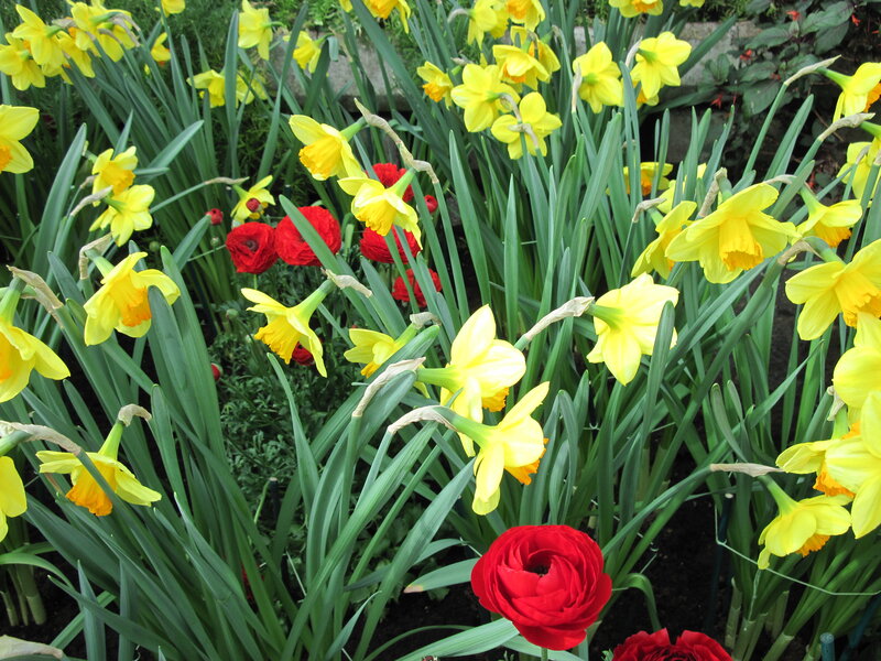 Yellow Daffodils and Red Ranunculus — Vibrant