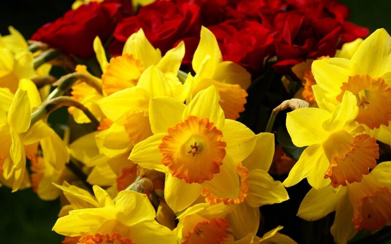 Yellow Daffodils and Red Roses