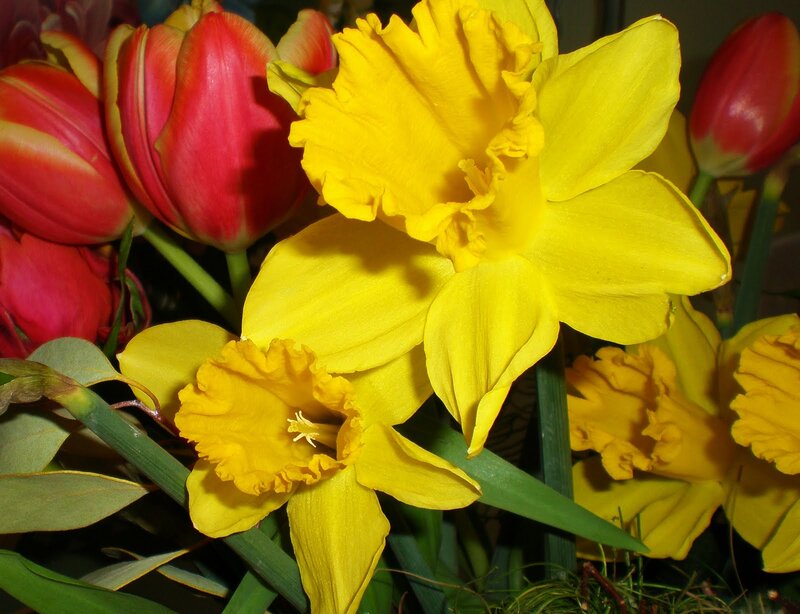 Yellow Daffodils and Red Tulips — Vibrant