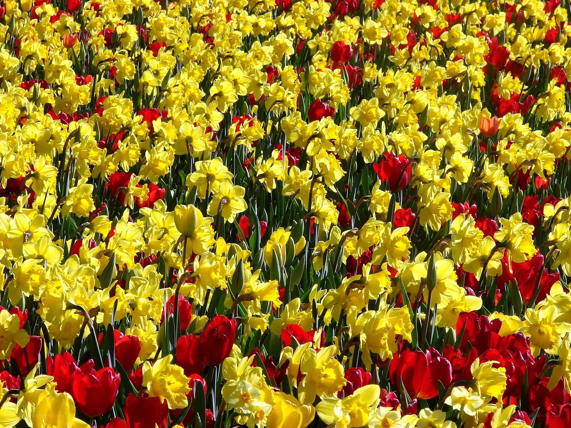 Yellow daffodils and red tulips