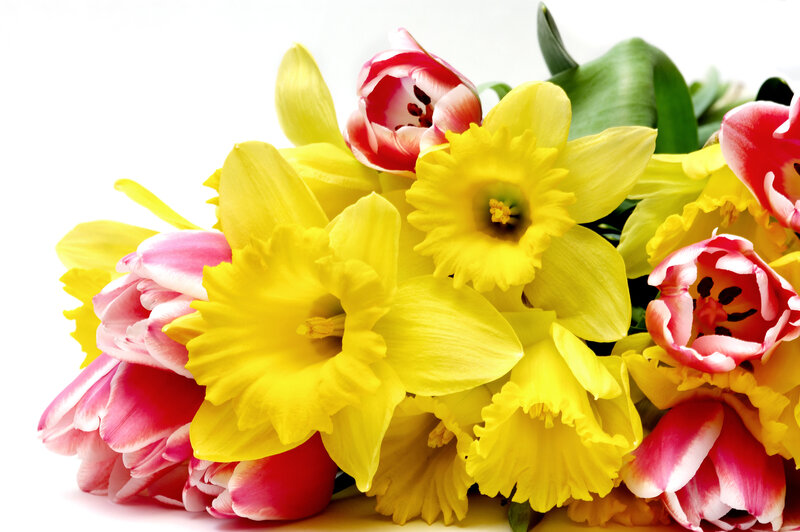 Yellow Daffodils and Tulips — Bright