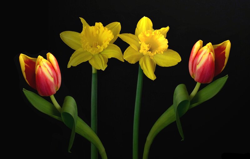 Yellow Daffodils and Tulips