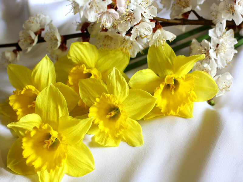 Yellow Daffodils and White Blossoms