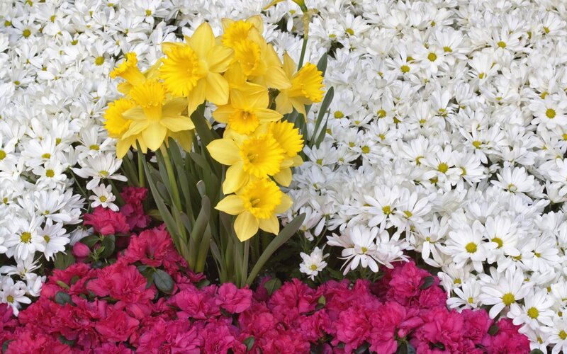 Yellow Daffodils and White Chrysanthemums — Bright