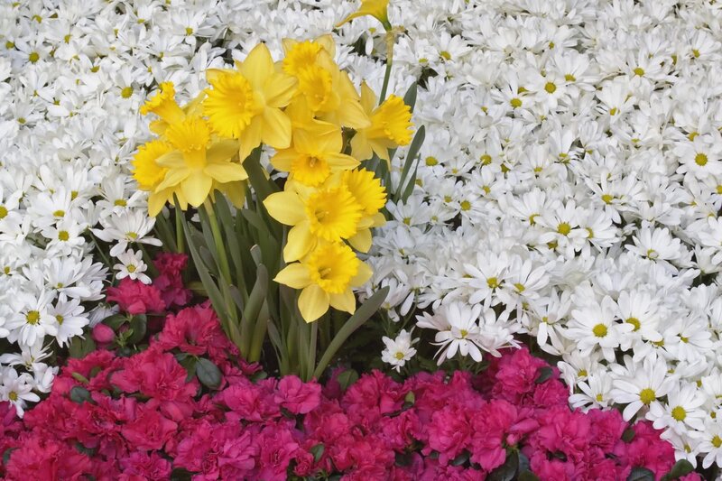 Yellow Daffodils and White Chrysanthemums