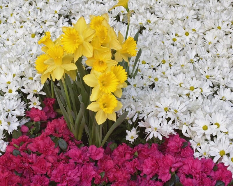 Yellow Daffodils and White Chrysanthemums — Vibrant