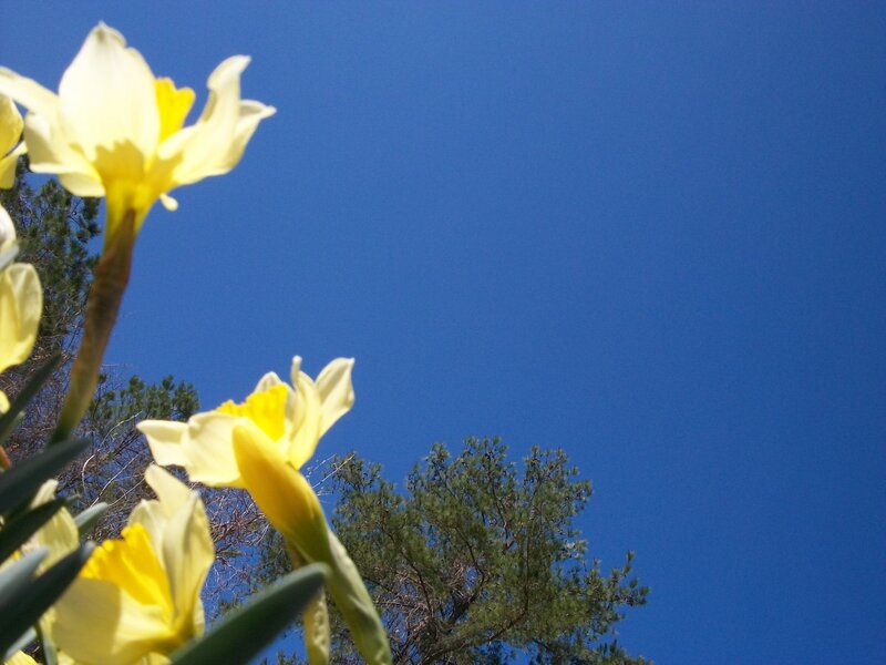 Yellow Daffodils — Blue