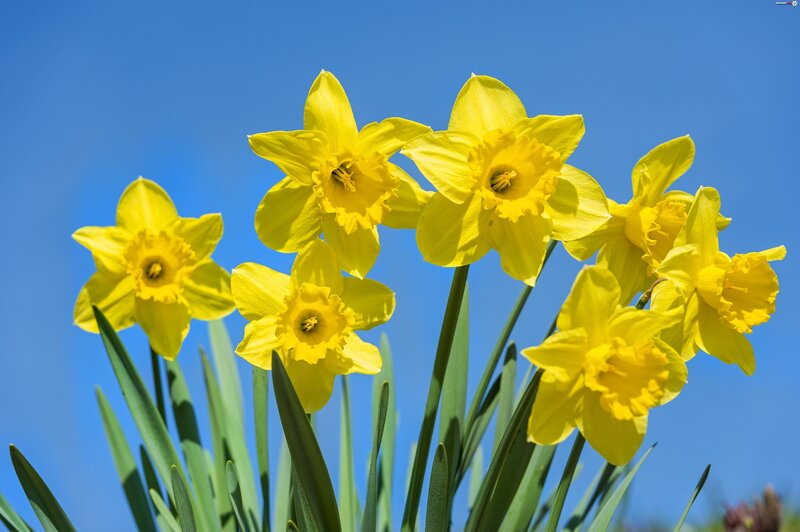 Yellow Daffodils — Bright, Spring, Photograph, Blue Sky