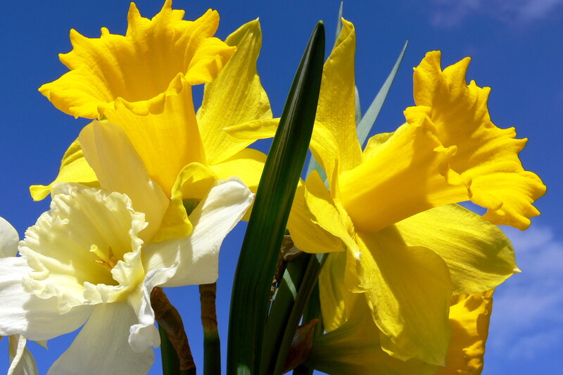 Yellow Daffodils — Bright, Spring, Photograph