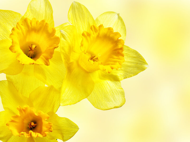 Yellow Daffodils — Bright, Spring