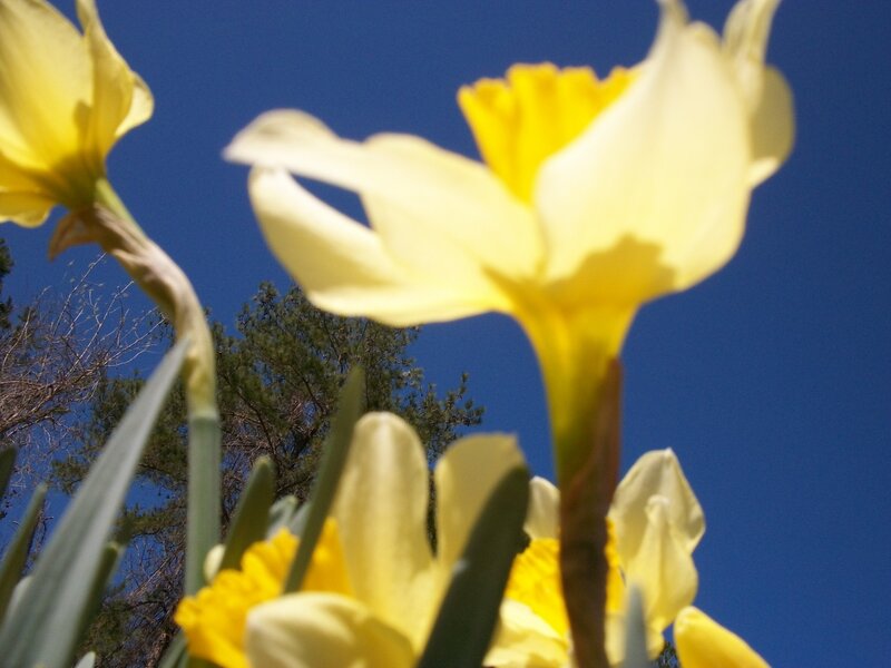 Yellow Daffodils — Bright
