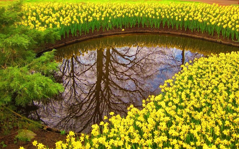 Yellow Daffodils by Pond