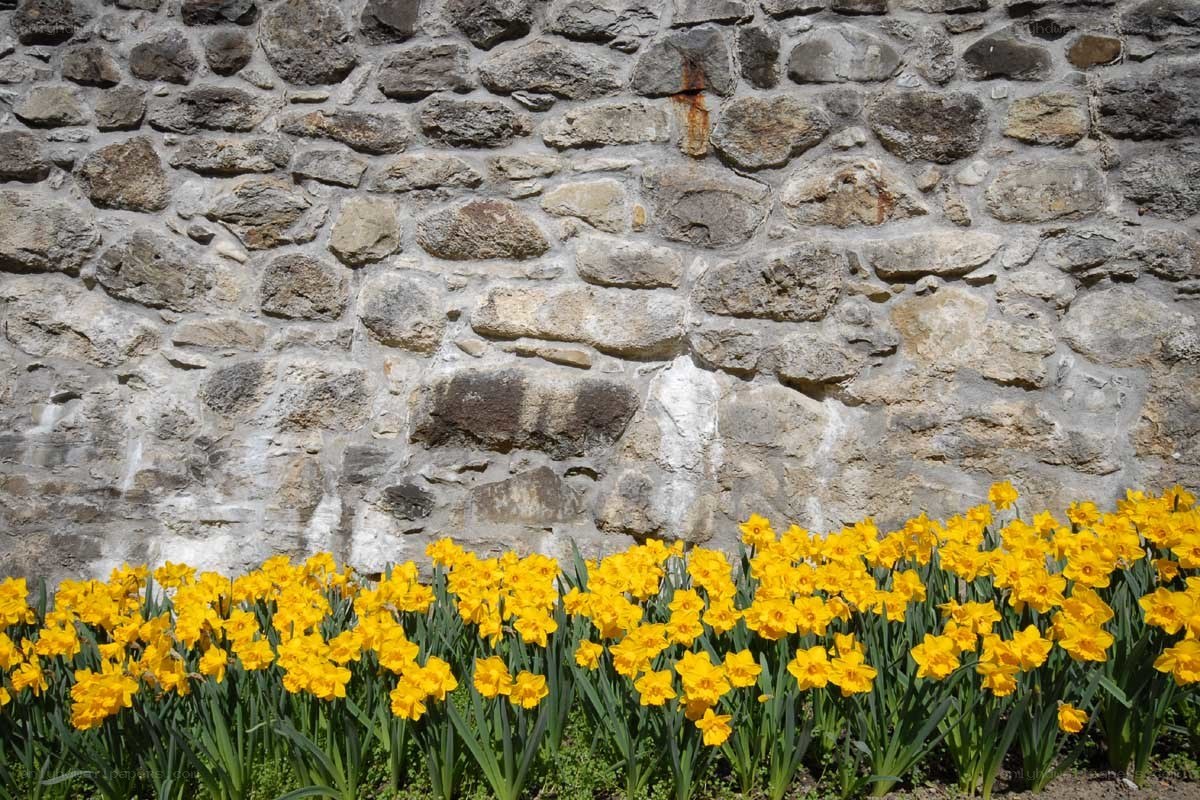 Yellow daffodils by stone wall