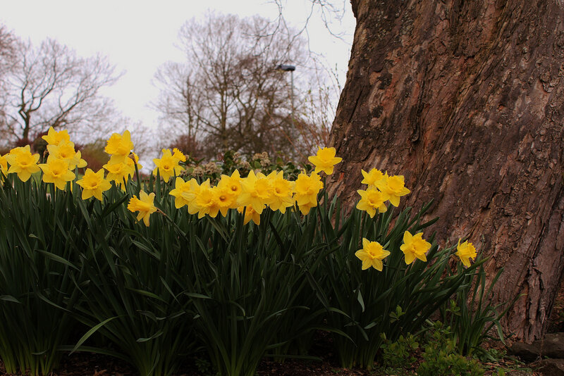 Yellow Daffodils by Tree