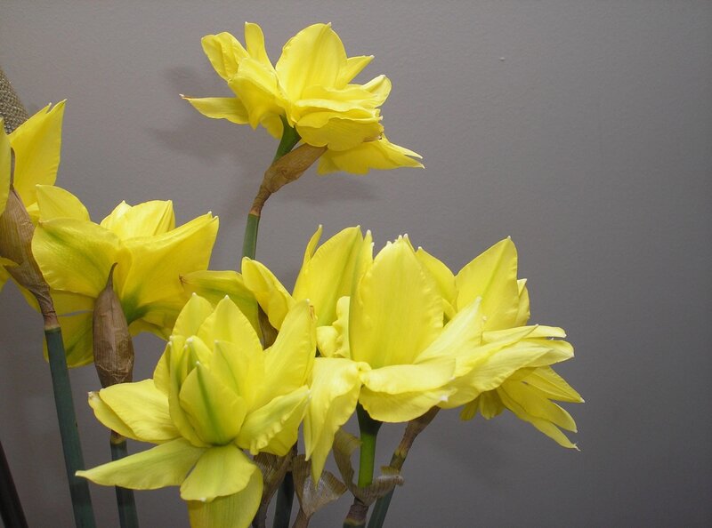 Yellow Daffodils — Calm, Photograph