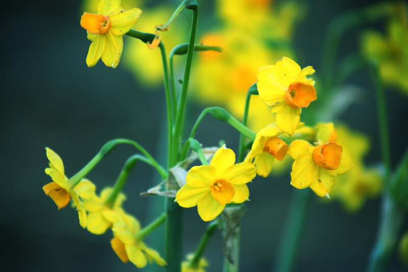 Yellow Daffodils — Calm, Spring, Photograph, Flowers