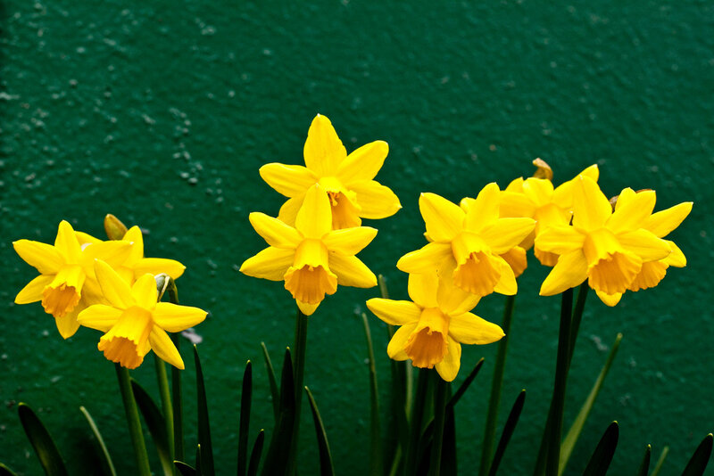 Yellow Daffodils — Calm, Spring, Photograph, Green Wall