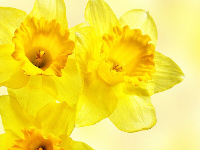 Yellow Daffodils — Calm, Spring, Photograph