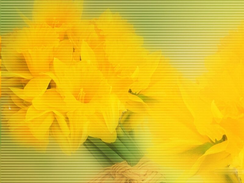 Yellow Daffodils — Calm, Spring