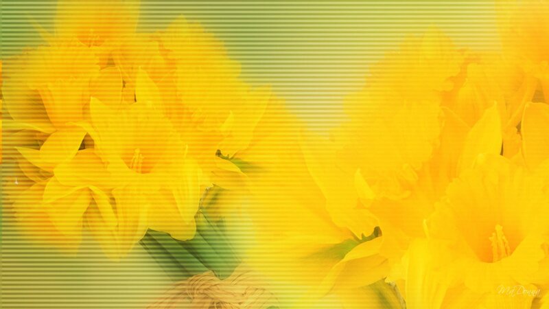Yellow Daffodils — Calm
