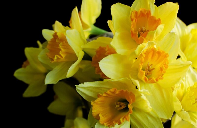 Yellow Daffodils — Dramatic, Photograph, Flowers