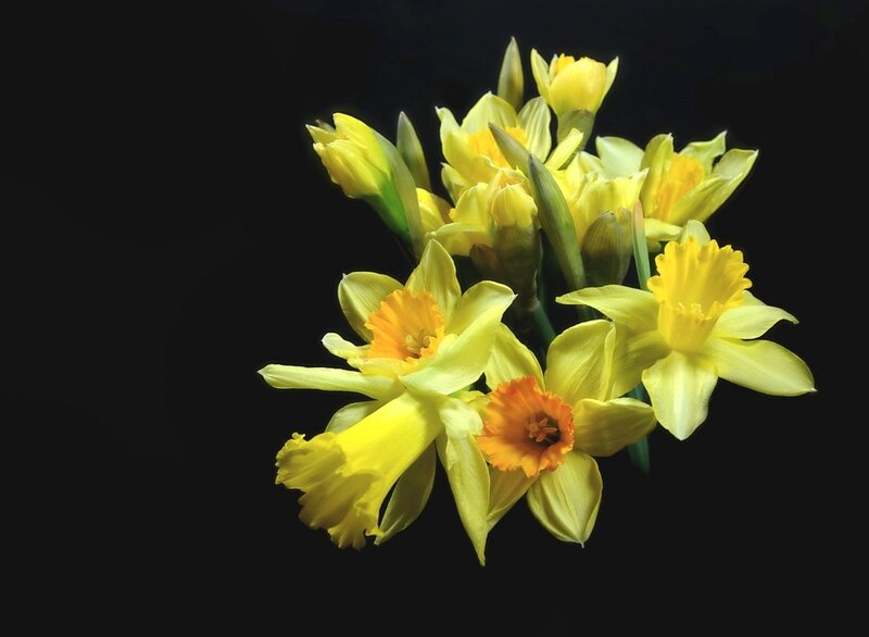 Yellow Daffodils — Dramatic, Spring