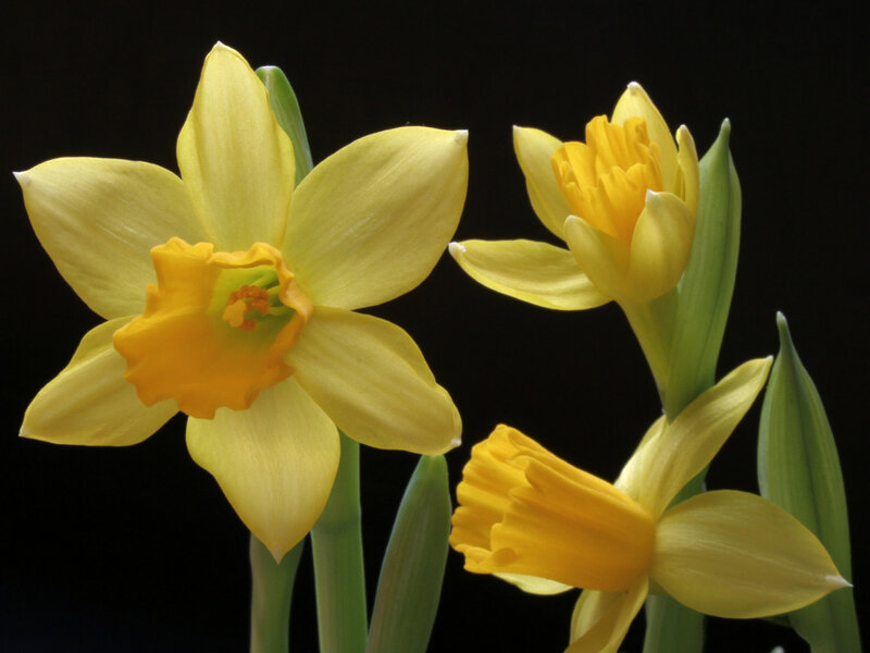 Yellow Daffodils — Dramatic
